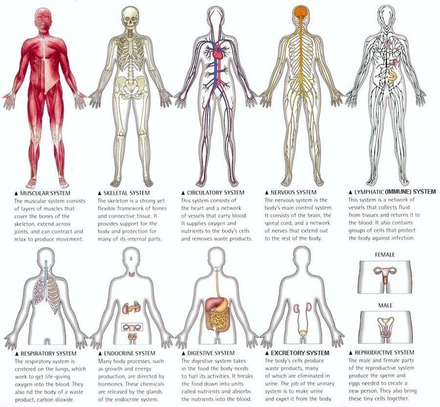 11-body-systems-1