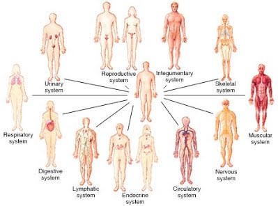 body-systems-1