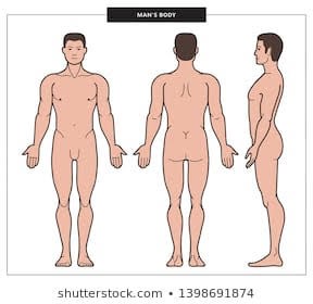 illustration-man-body-male-anatomy-260nw-1398691874